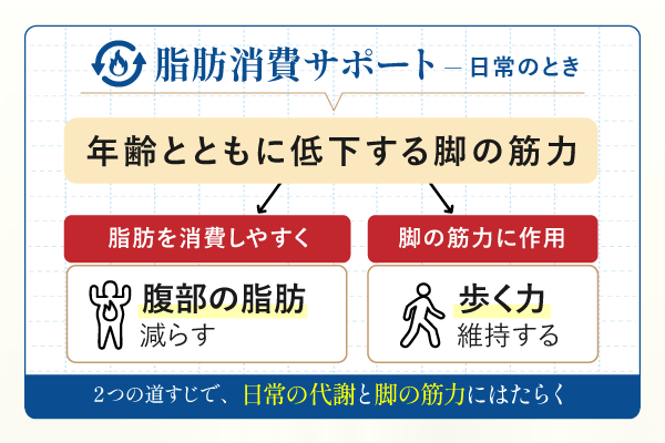 脂肪消費サポート図解