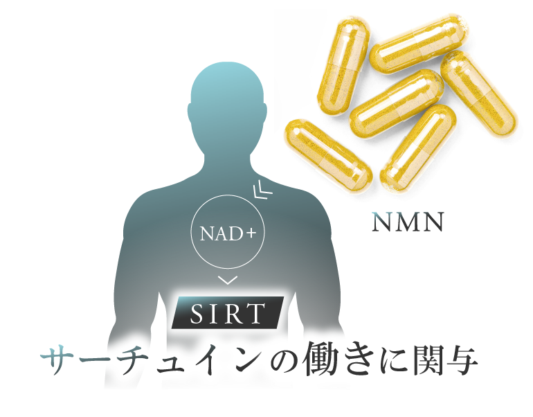 サーチュインを活性化