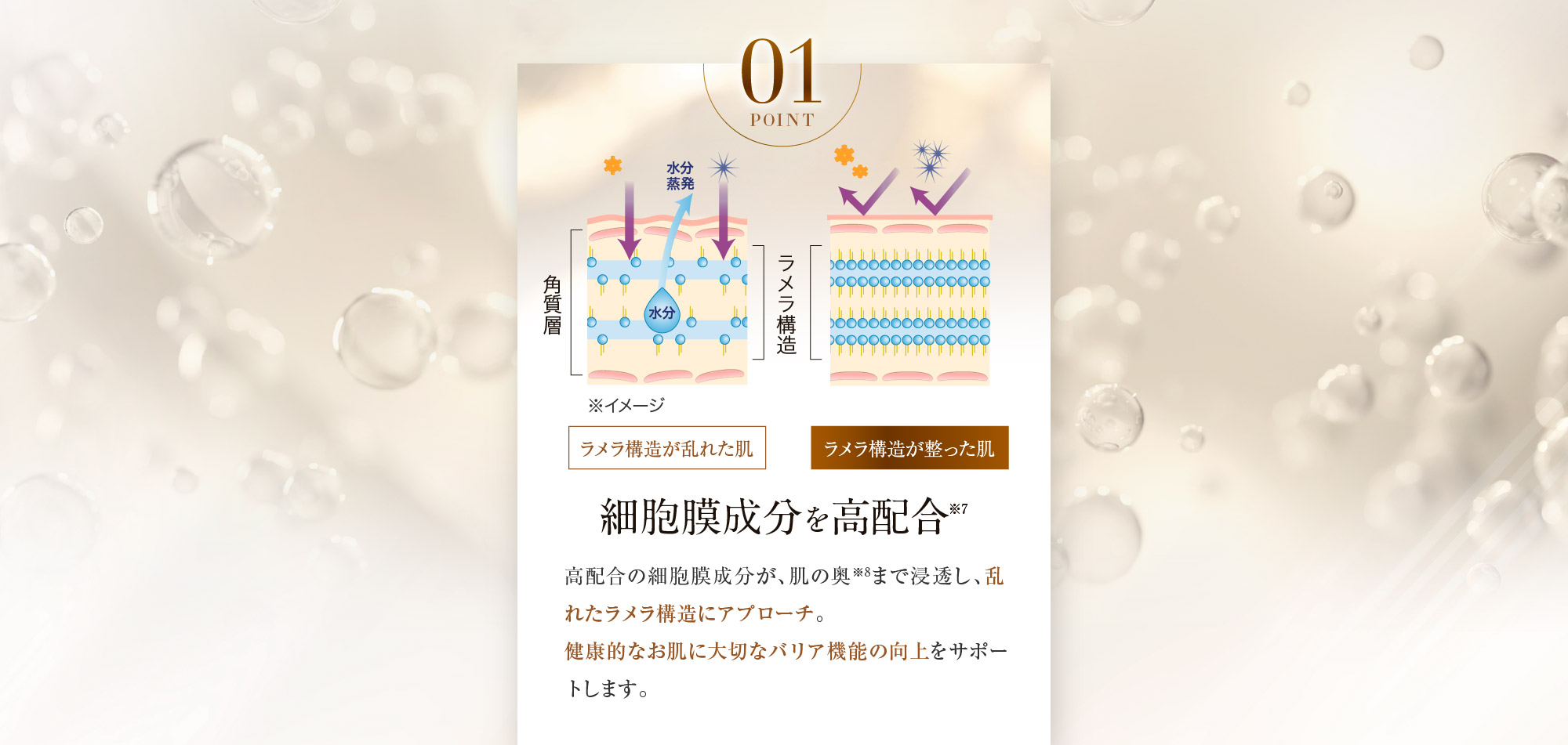 POINT01:細胞膜成分を高配合※7高配合の細胞膜成分が、肌の奥※8まで浸透し、乱れたラメラ構造にアプローチ。健康的なお肌に大切なバリア機能の向上をサポートします。