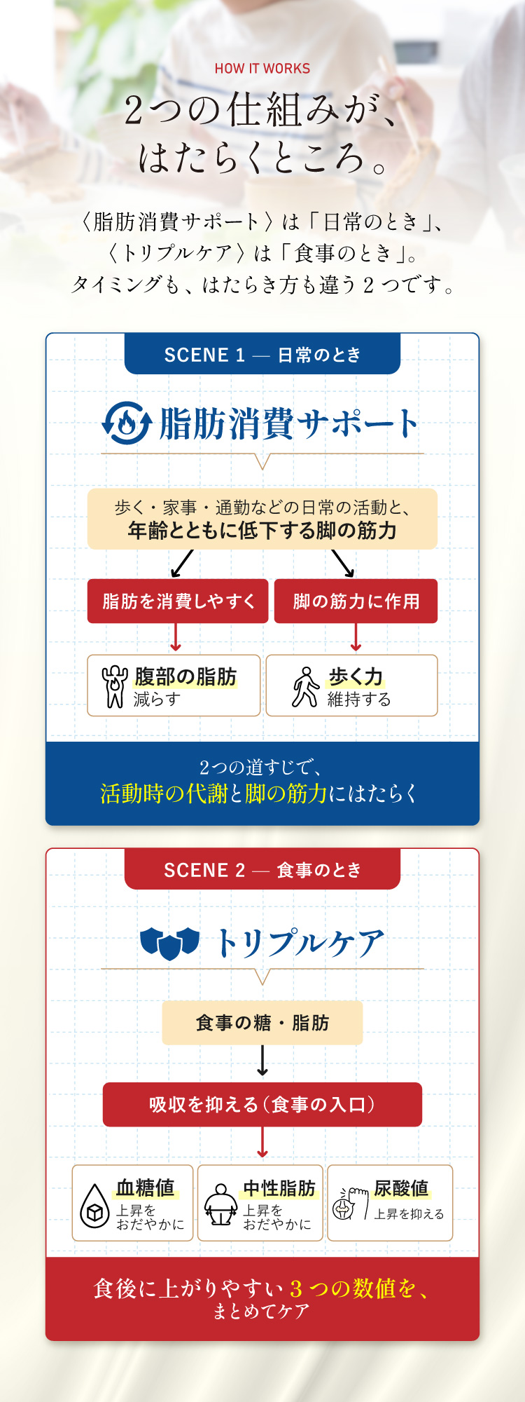 ふたつの機構が、はたらくところ。SCENE1 日常のとき〈代謝スイッチ〉、SCENE2 食事のとき〈トリプルブロック〉。はたらくタイミングも、はたらき方も違うふたつ